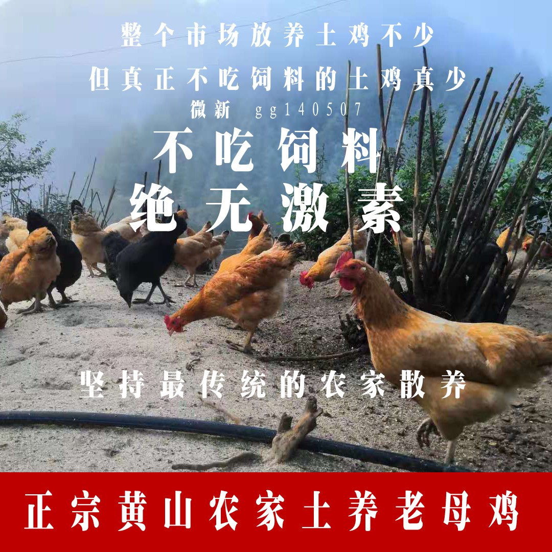 正宗黄山土鸡农家散养老母鸡 草鸡深山走地鸡 不吃饲料