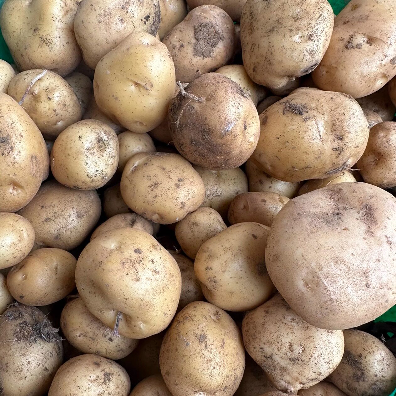 云南昭通老家高山洋芋新鲜现挖五斤九斤包邮黄金小土豆马铃著