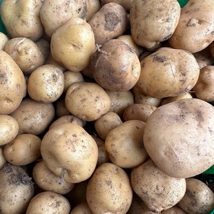 云南昭通老家高山洋芋新鲜现挖五斤九斤包邮黄金小土豆马铃著