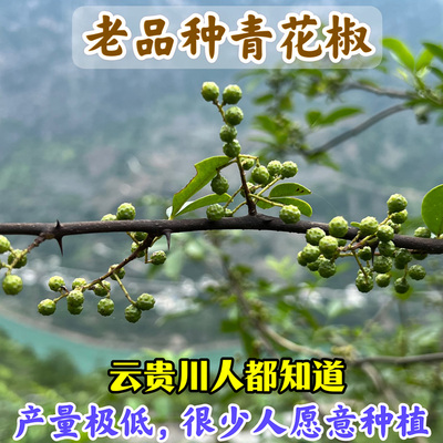 滇林溪精选好货推荐云南昭通永善县金沙江边老品种又香又麻青花椒