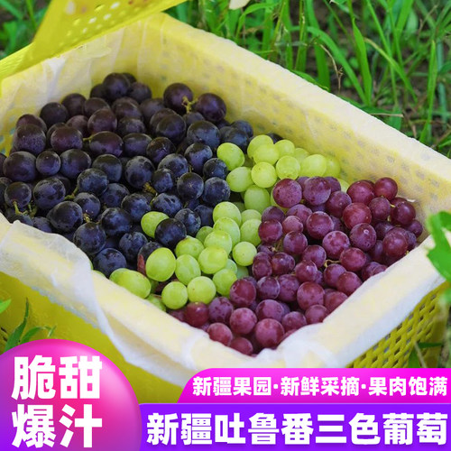 新疆吐鲁番三色葡萄无核脆甜多汁