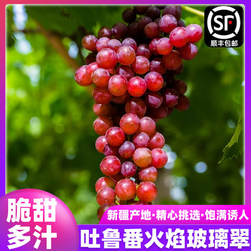 新疆吐鲁番玻璃翠无核葡萄现摘