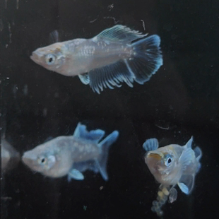 观背青鳉侧观型发光光体玛利亚古法养鱼好养活小型观赏鱼无需打氧