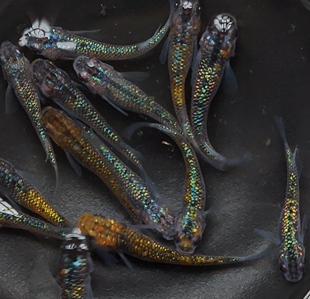 观背青鱂 星光鱼稻田冷水鱼易养活 小型锦鲤无需过滤打氧