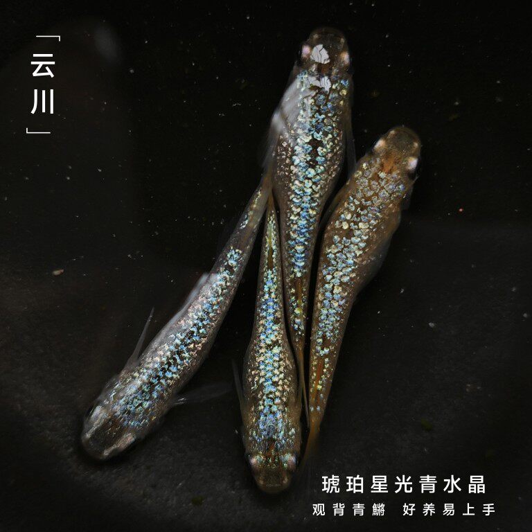 观背青鱂 淡水稻田鱼 古法养鱼 星光发光鱼 琥珀青水晶