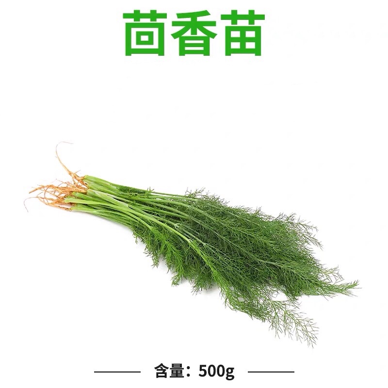 茴香菜新鲜现摘茴香苗带根500g包饺子馅料农家小茴香苗菜新鲜蔬菜