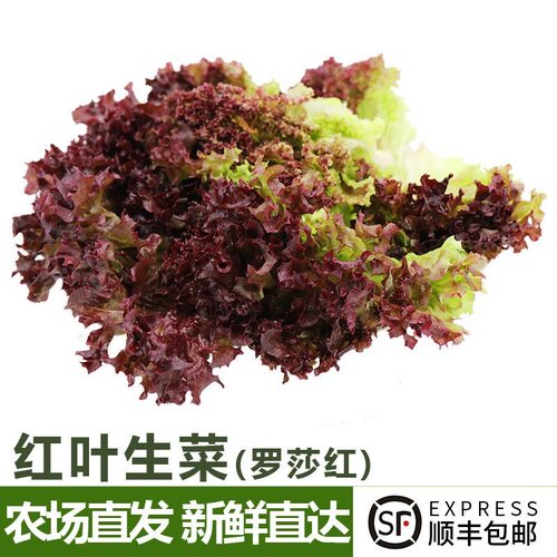 红叶生菜生吃紫叶西餐烤肉沙拉菜配菜新鲜罗莎红蔬菜轻食简餐食材