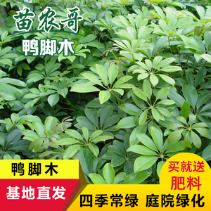 【苗农哥】鸭脚木 庭院园林绿化苗木 四季常青绿植花卉苗木 树苗