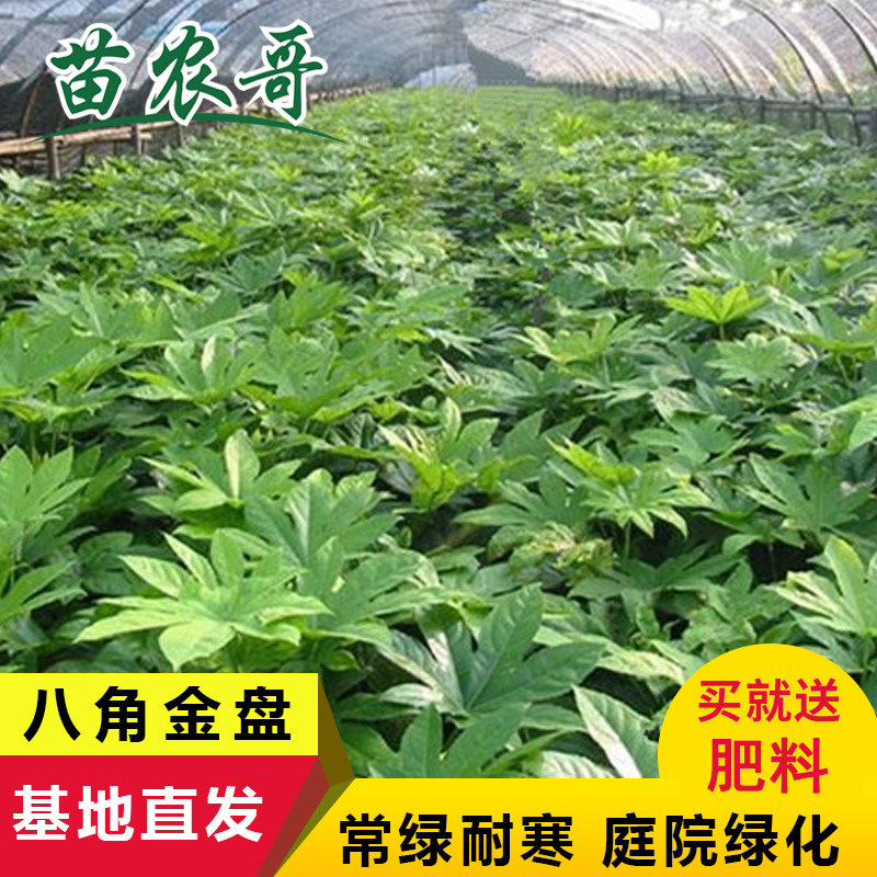 庭院园林绿化苗木树苗耐寒植物