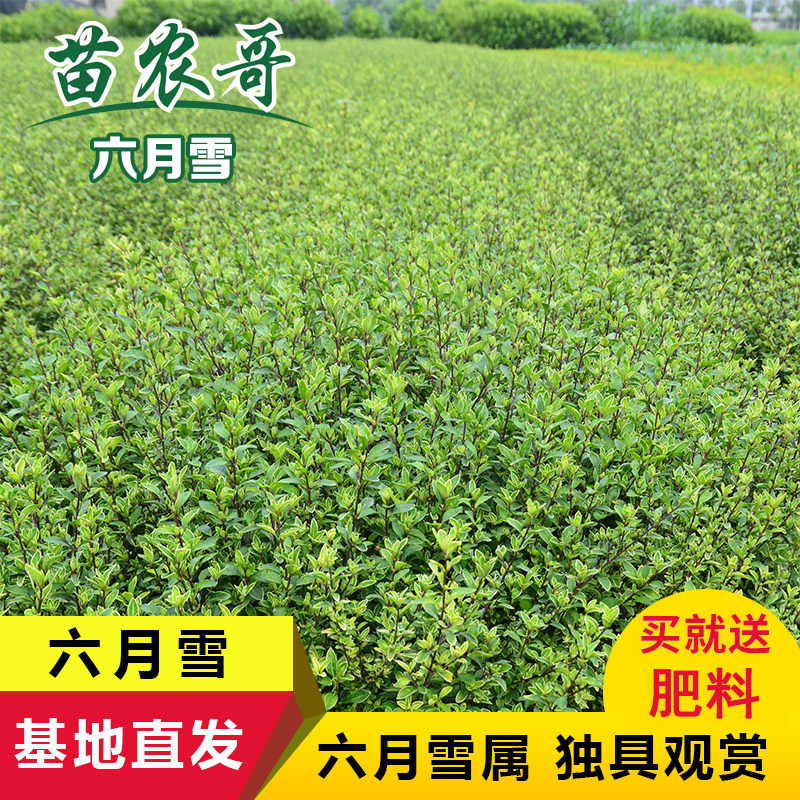 六月雪别墅小区耐寒花木园林绿化