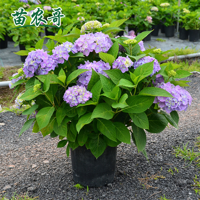 庭院花园绿化植物大花绣球四季