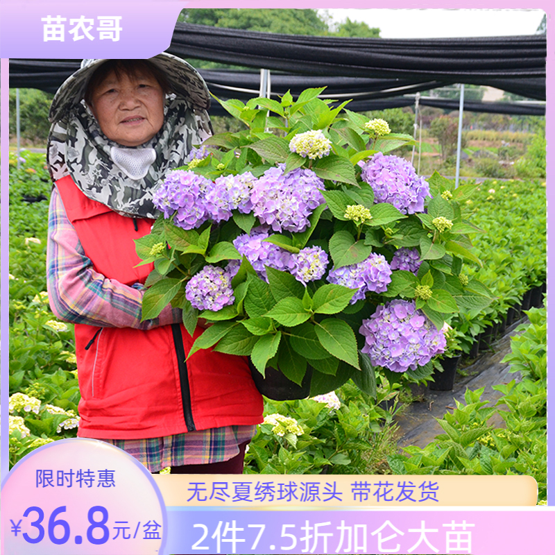 大花绣球无尽夏庭院花园绿化植物