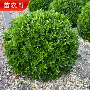 苗农哥大叶黄杨球四季常青耐寒