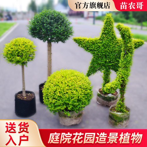 亮晶女贞球庭院园林别墅花境常绿造景植物棒棒糖花园造型盆景冬青-封面