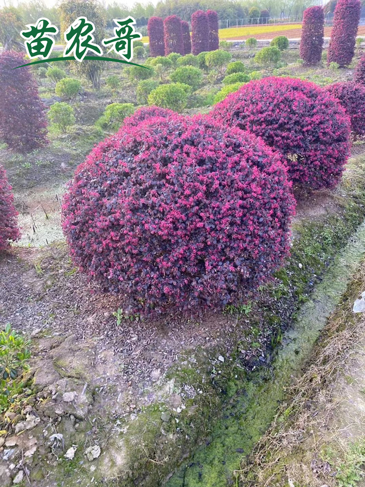 红花继木球四季常绿庭院园林绿化苗木花园景观植物四季开花继木球
