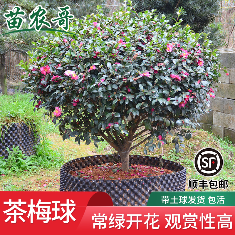 别墅绿化庭院开花阳台植物茶梅