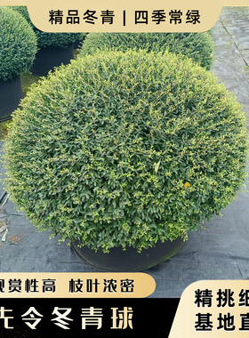 完美冬青先令球亮晶女贞球庭院别墅花境常绿植物耐寒耐旱绿化苗木