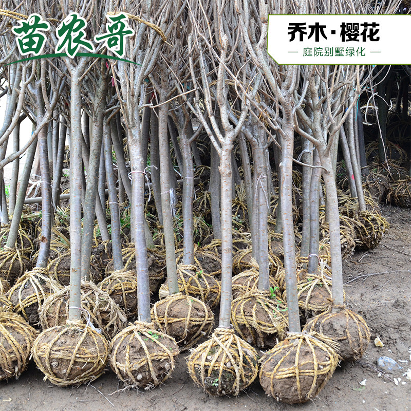 樱花树苗南北方种植早樱晚樱日本四季常青开花庭院绿化花木工程苗