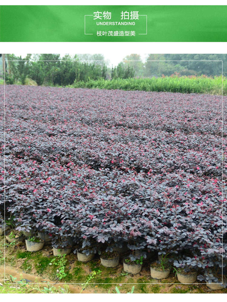 销一件100棵·大杯红花继木庭院别墅园林四季常青绿化苗木树苗新