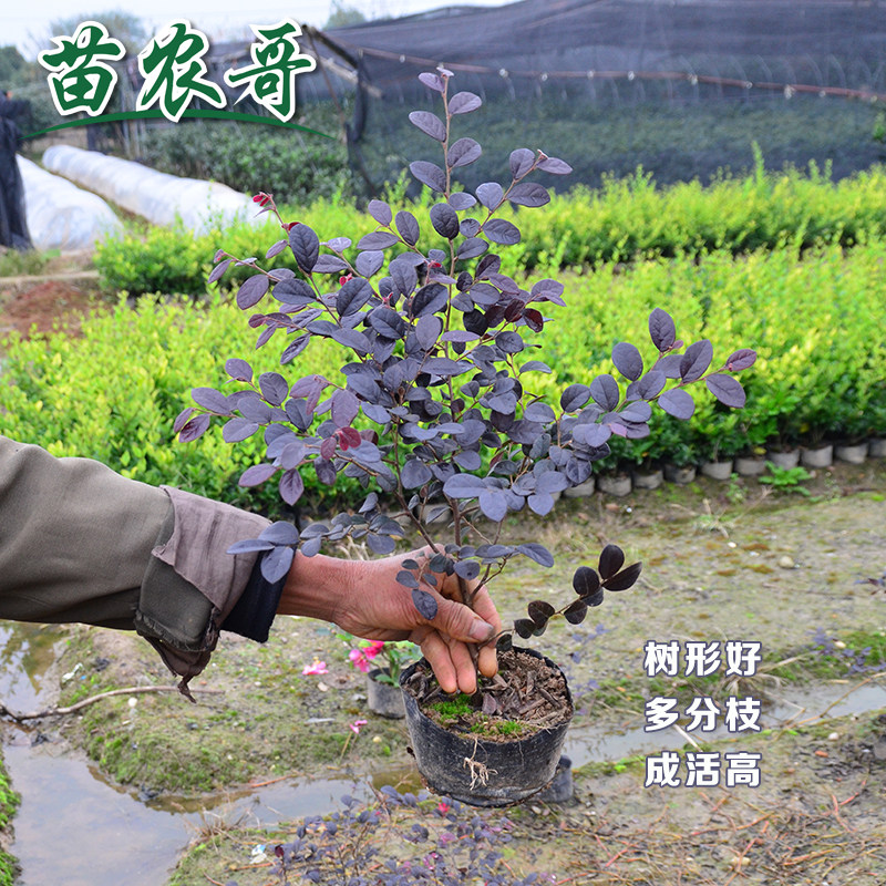 庭院别墅园林四季常青树苗