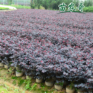 100棵·大杯红花继木 庭院别墅园林四季 常青绿化苗木树苗 一件