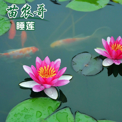 睡莲园林花园庭院净化水质植物