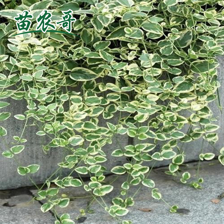 花叶蔓【一件100棵装】多年生庭院爬藤耐寒植物花卉绿植四季常u.