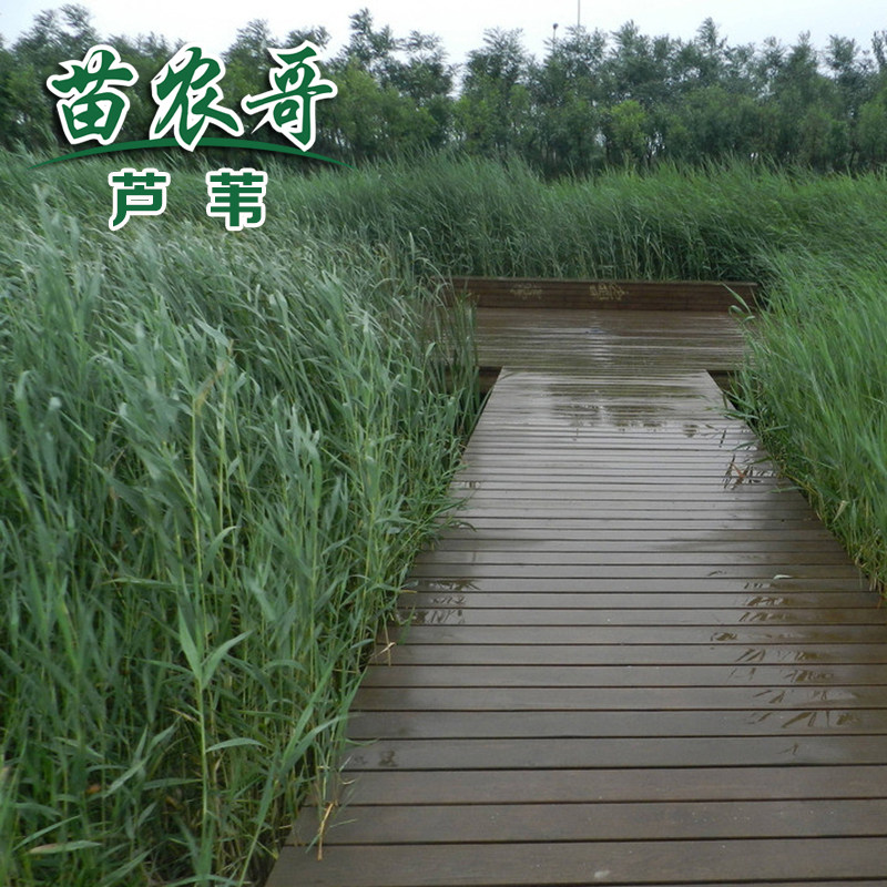 正宗矮蒲苇盆栽庭院阳台多年生观赏草四季常绿芦苇花镜种植包邮