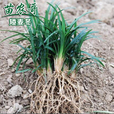 麦冬草四季常绿耐寒庭院地被植物