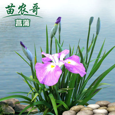 菖蒲水生植物香蒲草水池鱼池庭院