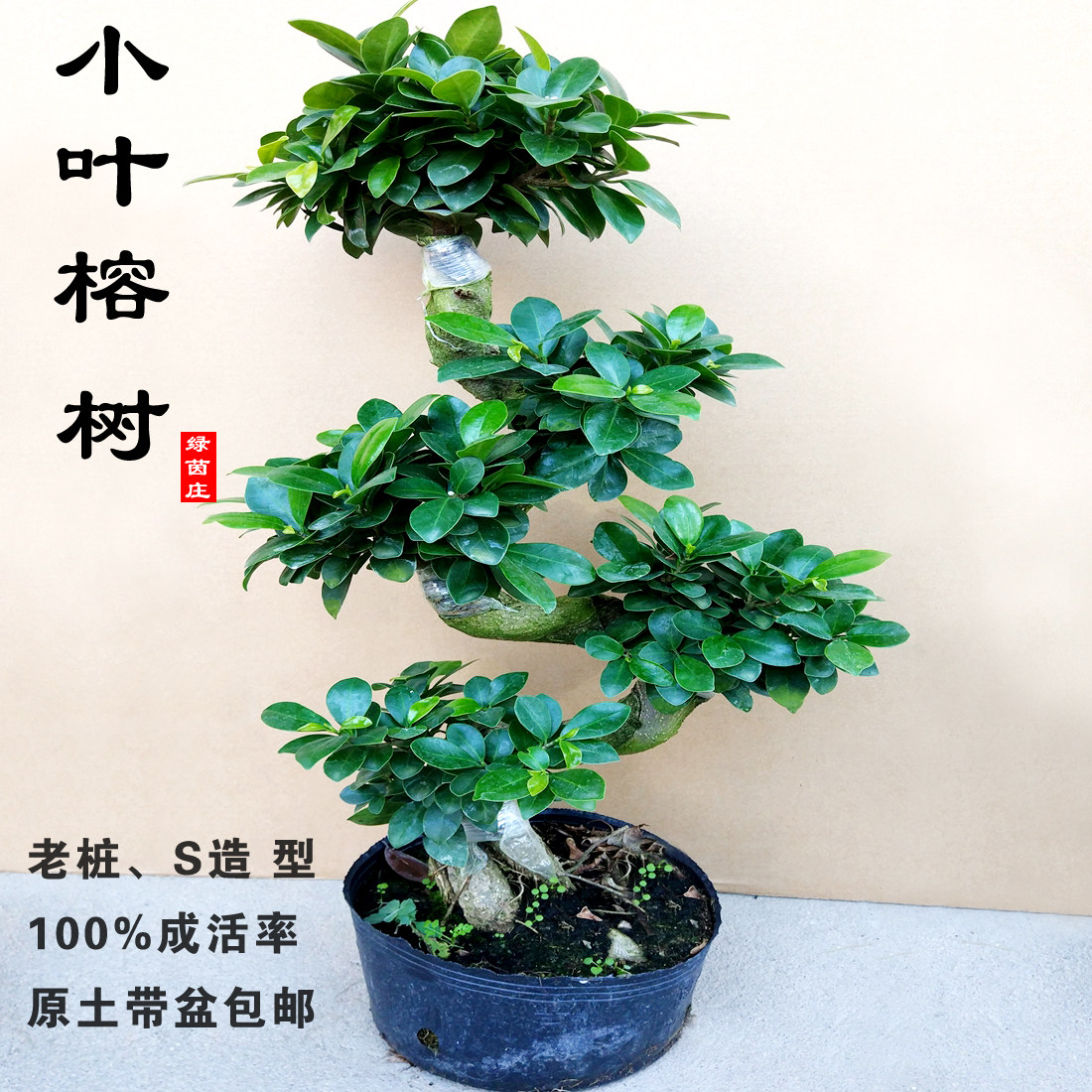 小叶榕树盆景植物盆栽树桩气根老桩造型客厅花卉室内绿植四季常青