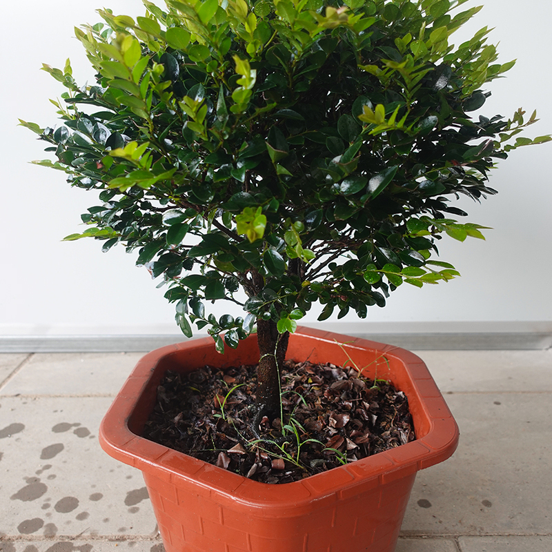 客厅小叶紫檀盆景老桩