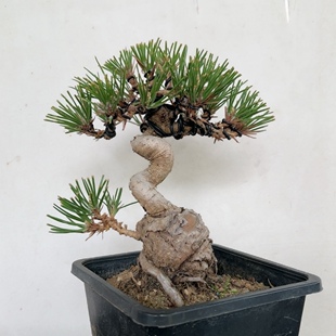 实物拍摄一物一拍三河黑松五针松宫岛明星微型盆景掌中宝小品盆栽