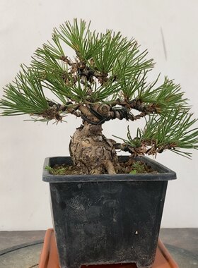 实物拍摄一物一拍黑松造型盆景掌中宝一手托小老桩矮霸三河松树