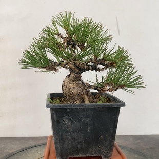 实物拍摄一物一拍黑松造型盆景掌中宝一手托小老桩矮霸三河松树