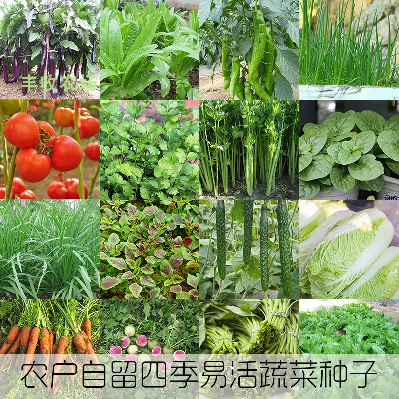 非转基因可留种蔬菜种子阳台盆栽白菜菠菜韭菜香菜辣椒叶菜生菜籽-封面