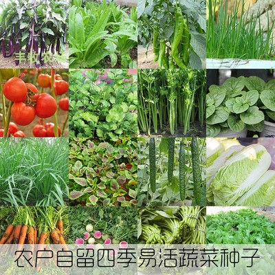 非转基因阳台盆栽辣椒蔬菜种子