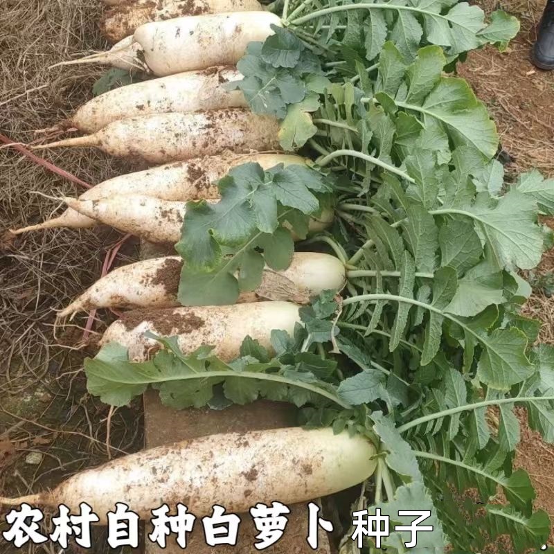 农家传统土白萝卜种子
