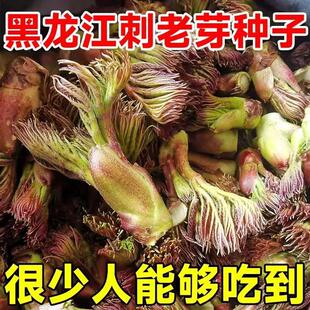 刺龙芽种子刺嫩芽老包种子刺嫩芽蔬菜种子山野菜东北红刺蘸酱吃