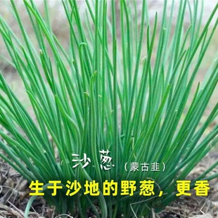 野外沙葱种子蒙古韭菜野韭葱种子小根葱种子播种蔬菜种子阳台庭院