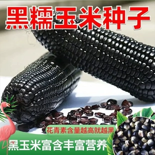 黑糯玉米种子种籽孑彩糯紫糯东北糯米杂交高产粘玉米黏甜糯四季