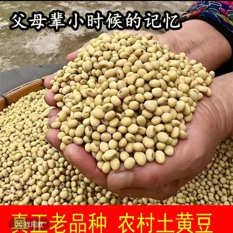 老品种黄豆种子老式土黄豆种子农家自种黄豆种籽四季播种蔬菜种子图片