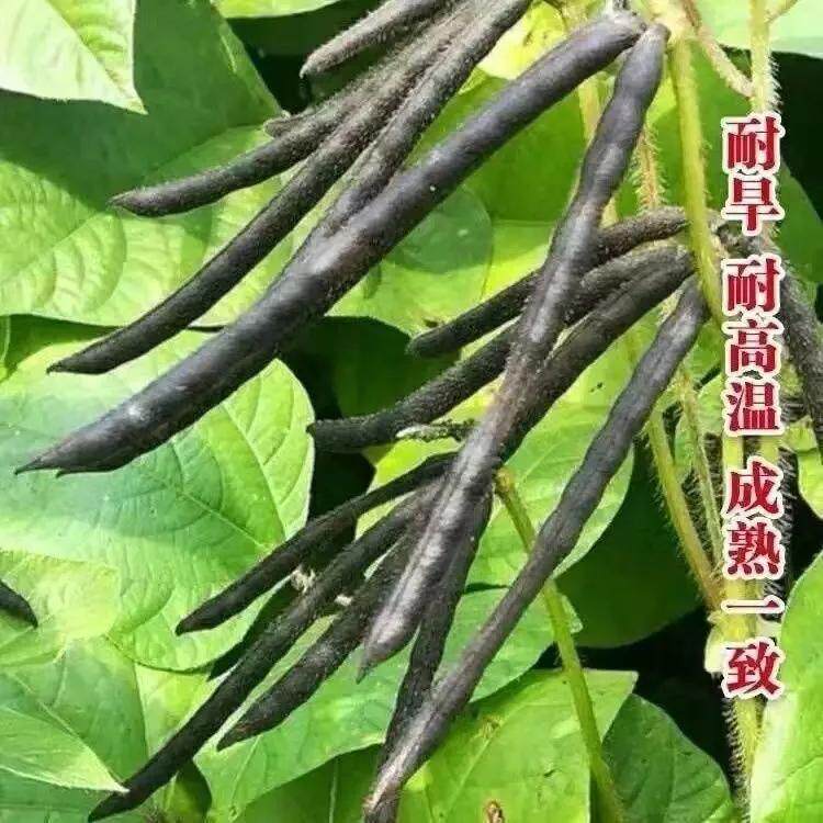 老品种绿豆种子高产早熟非转基因家庭园艺种子