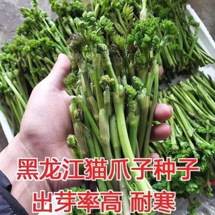 山野菜猫爪子菜籽种子春季庭院种植东北唐松菜蕨菜猫爪野菜菜种子