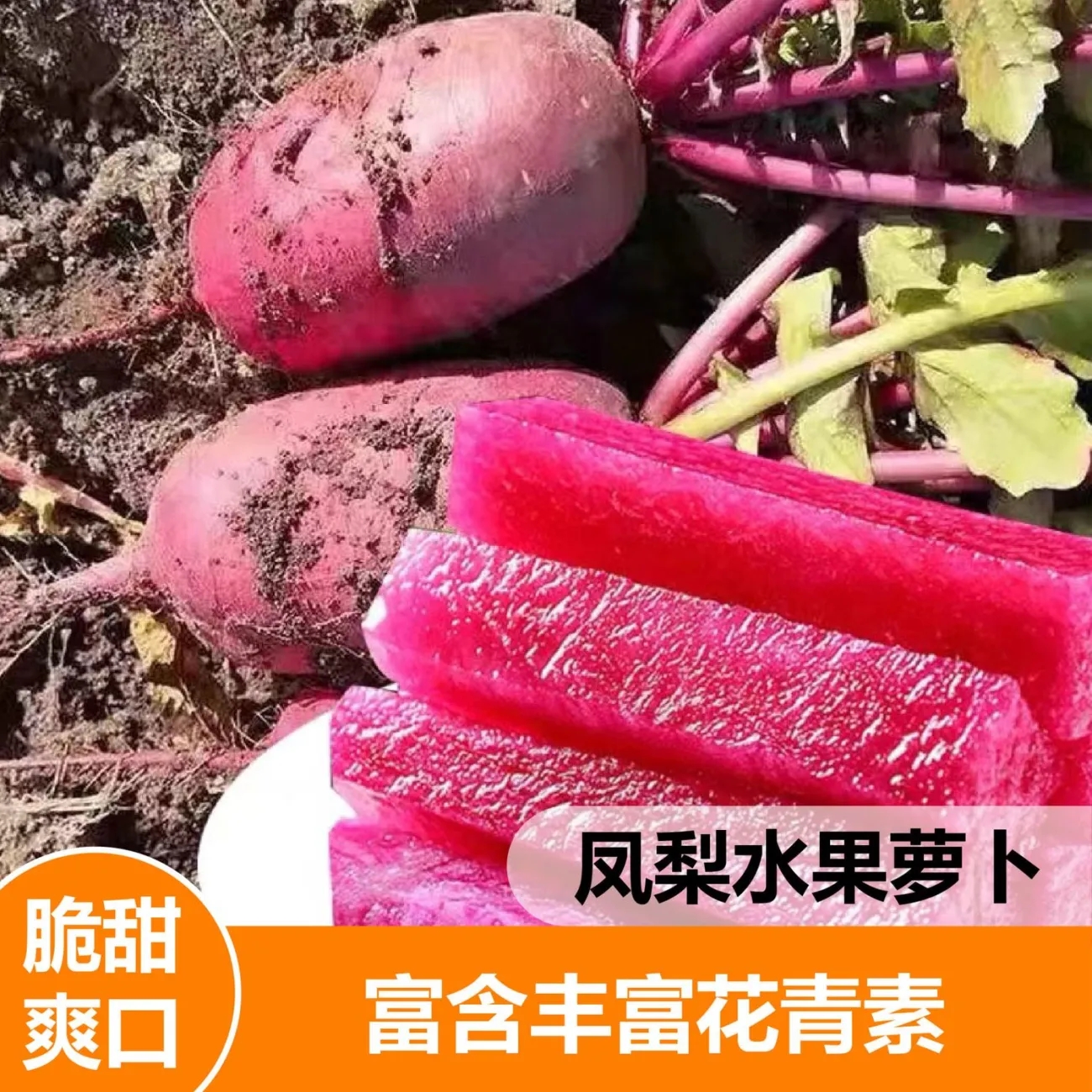 生吃水果萝卜紫皮红肉萝卜种子