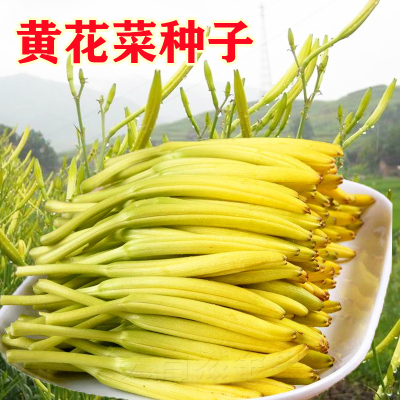 黄花菜种子种籽菜金针菜菜籽蔬菜种苗...