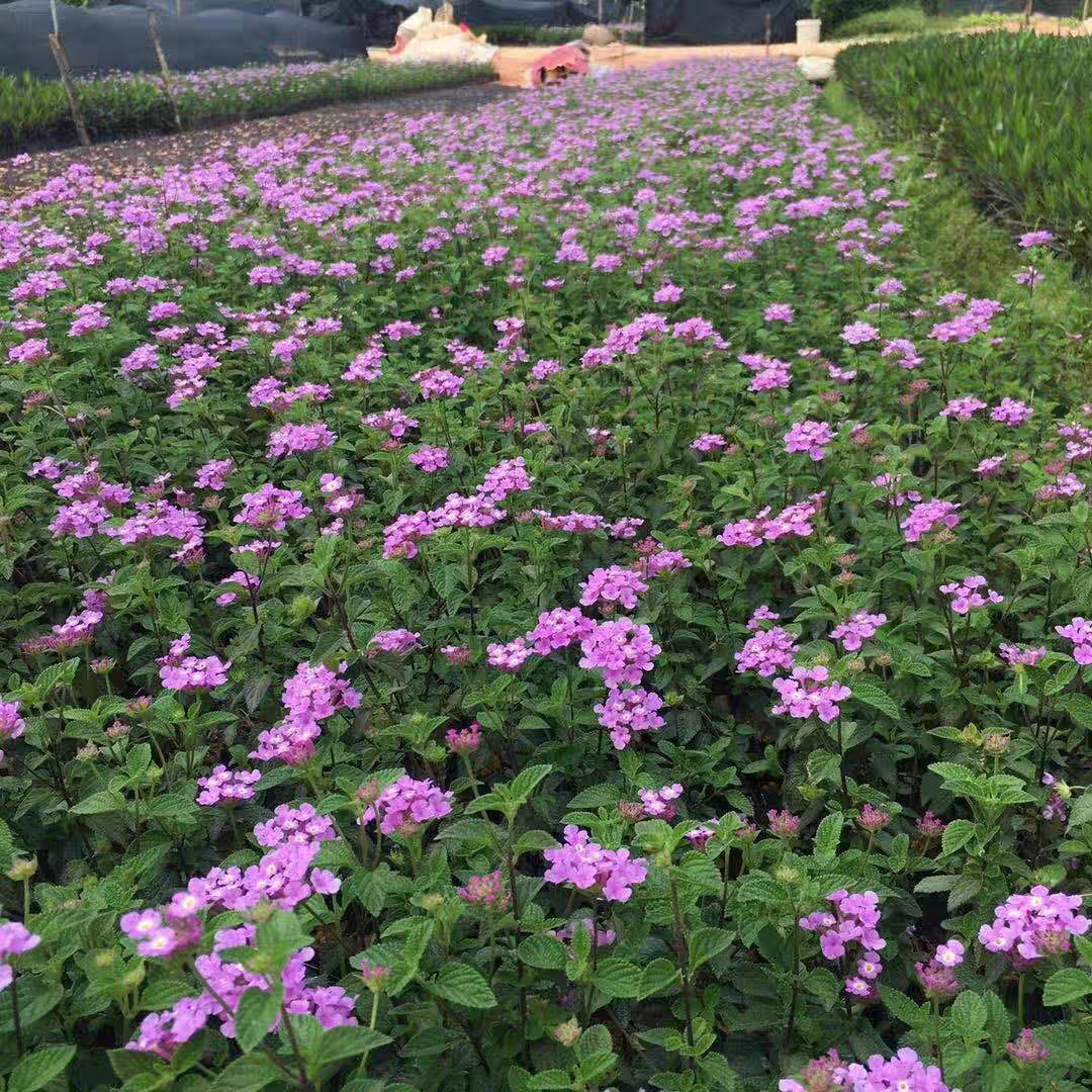 100颗五色梅马缨丹花苗四季开花植物盆栽庭院园林花园绿化色带
