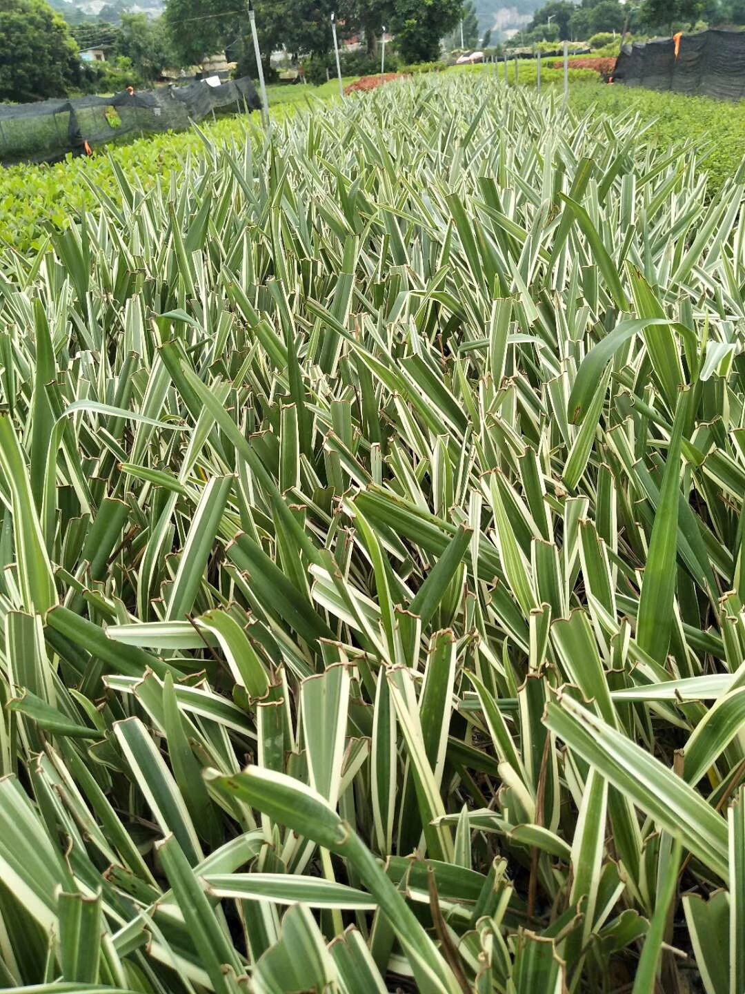 100颗山菅兰山猫儿交剪草山兰花绿植桔梗兰观赏植物盆栽绿化花苗
