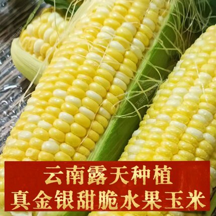 云南真金银爆浆水果玉米新鲜玉米甜玉米棒子包谷新鲜