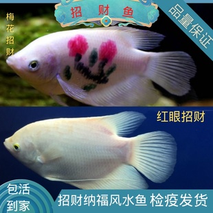 红眼招财鱼梅花招财鱼黑眼战船鱼红尾古招财鱼风水鱼鱼苗成鱼起头